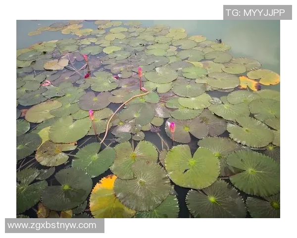 飞盘追梦：周娜的竞技人生与心灵对话之旅
